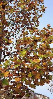 ユリノキの紅葉 ユリノキの紅葉の写真