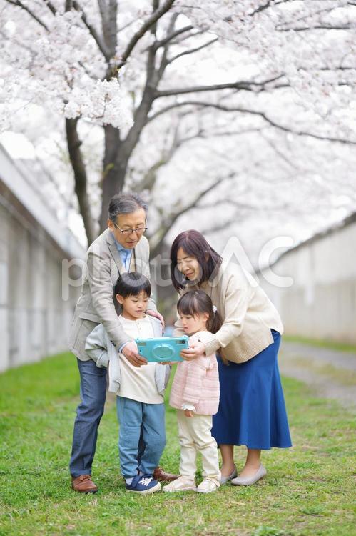 桜の前でタブレットを見ている兄妹と祖父母 男の子,女の子,兄妹の写真素材