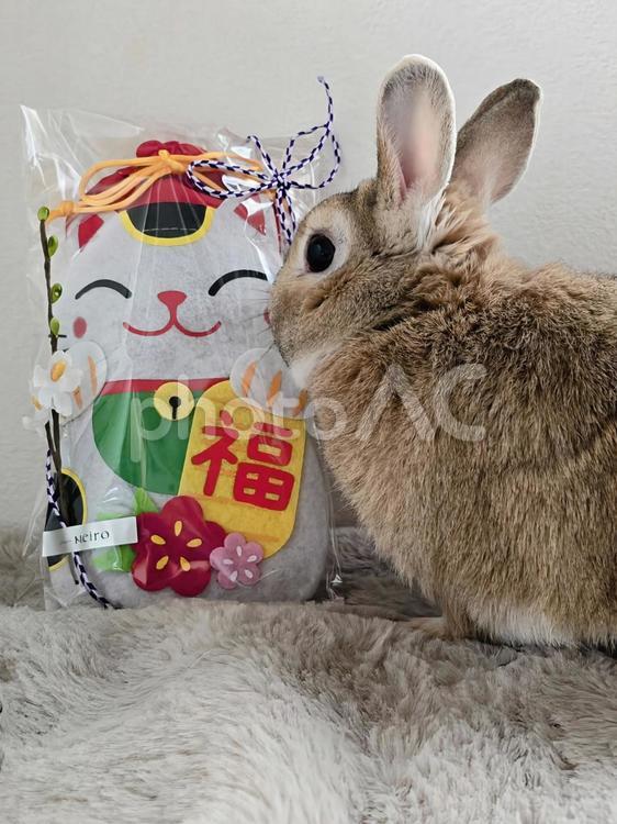 うさぎと招き猫 うさぎ,ウサギ,草食動物の写真素材