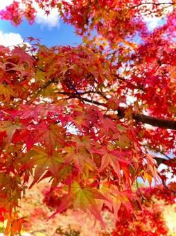 紅葉 もみじ,赤,モミジの写真素材