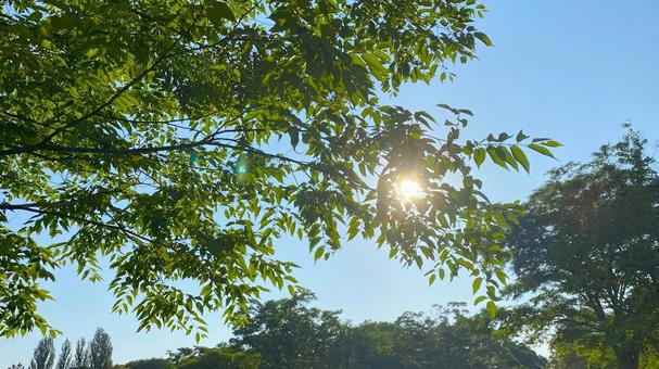 朝の北部公園(金沢市):6 朝の北部公園(金沢市):6 公園,春,夏の写真素材