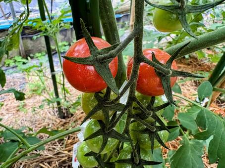 トマト トマト トマト,野菜作り,野菜の写真素材