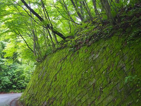 苔むした壁 十二湖,苔,自然の写真素材