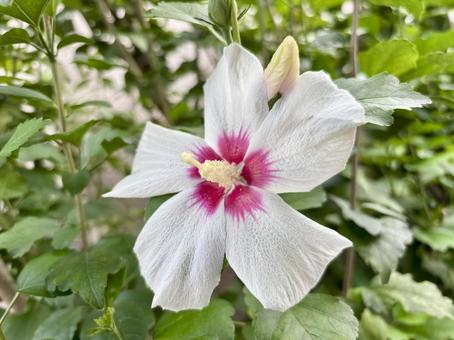ムクゲ（木槿）の白く可憐な夏の花﻿ ムクゲ,木槿,ハチスの写真素材