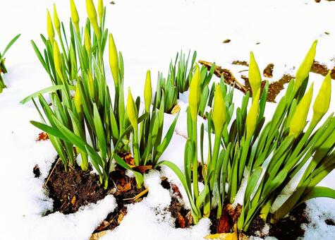 雪から顔を出す水仙のつぼみ スイセン,つぼみ,雪の写真素材