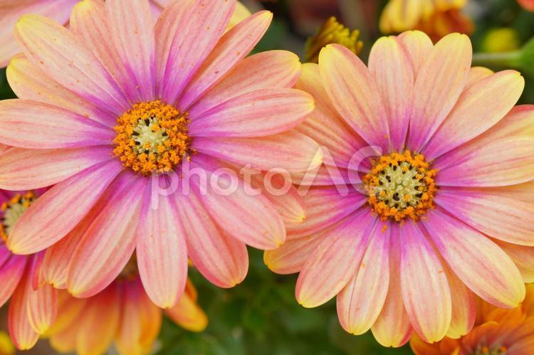 ピンクとオレンジの二つの花 花,清楚,ピンクの写真素材