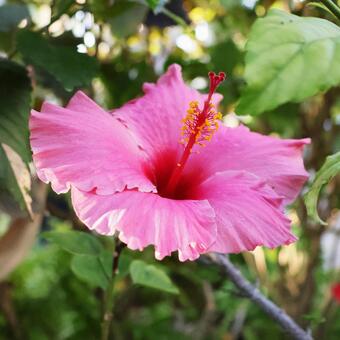 ハイビスカス２１（咲くやこの花館） ハイビスカス,花,きれいの写真素材