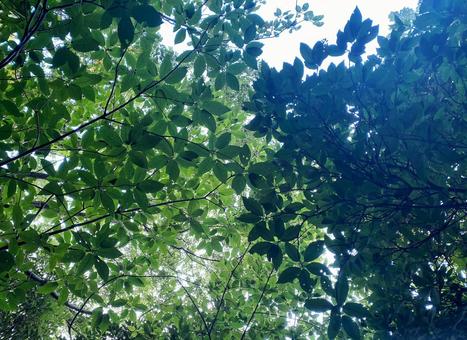 木漏れ日 木漏れ日 植物,緑,自然の写真素材