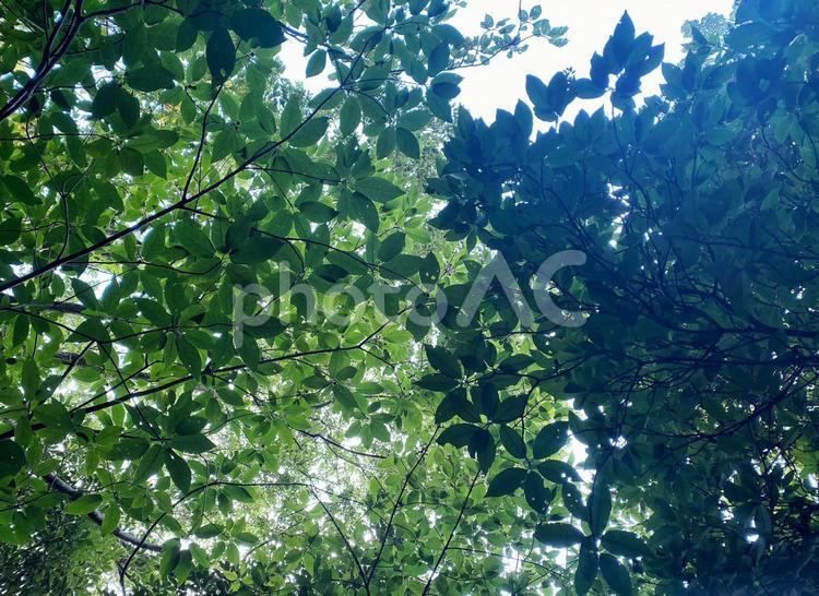 木漏れ日 植物,緑,自然の写真素材