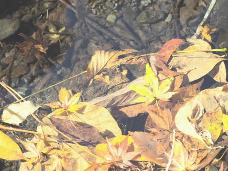 水面に浮かぶモミジ 水面に浮かぶモミジの写真