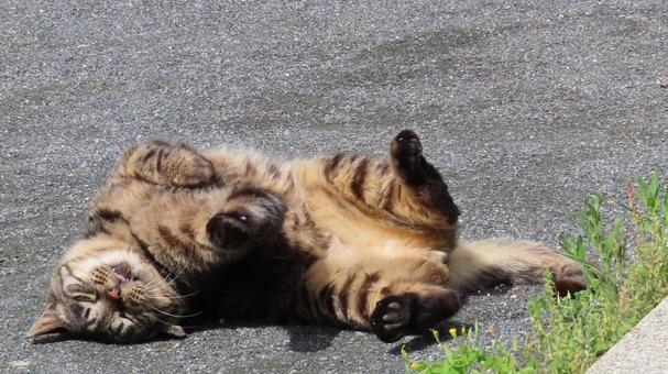 無の境地に達して瞑想している猫様 無の境地に達して瞑想している猫様の写真