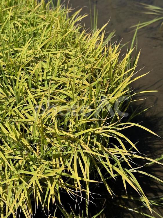 植えていない稲の苗 水田,水,田んぼの写真素材