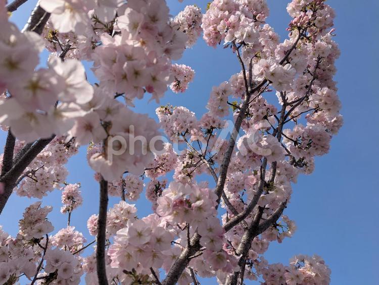 御車返しの桜 桜,花,春の写真素材