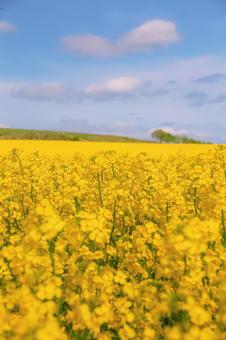 菜の花畑 縦の写真