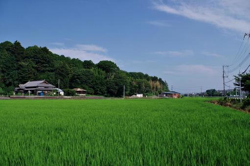 水田のある夏の田園風景 水田のある夏の田園風景 田園風景,田園,水田の写真素材