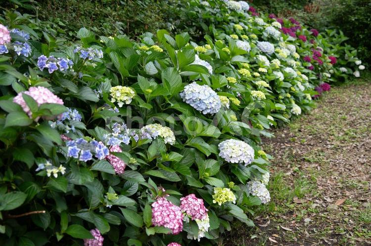 色とりどりの紫陽花の咲く風景 春,アップ,額紫陽花の写真素材
