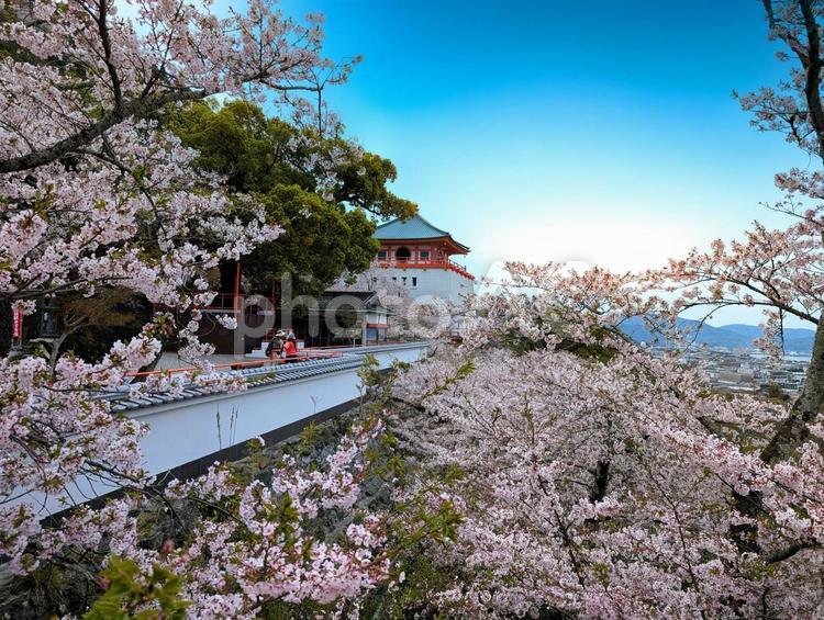 紀三井寺の桜 紀三井寺,桜,サクラの写真素材