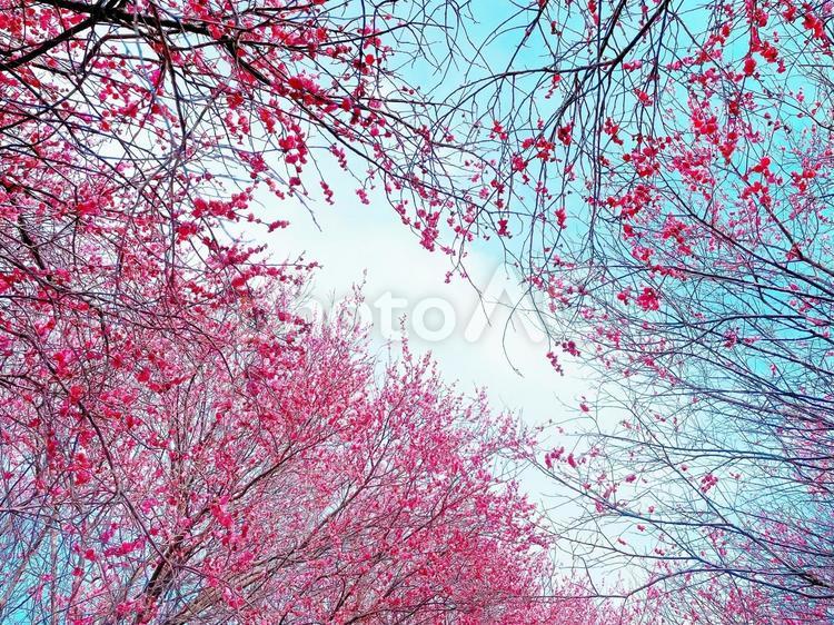 見上げる早春の紅い梅の花 梅の花,花,花木の写真素材