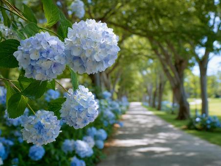 青色の紫陽花と晴れの日の公園 青色の紫陽花と晴れの日の公園の写真