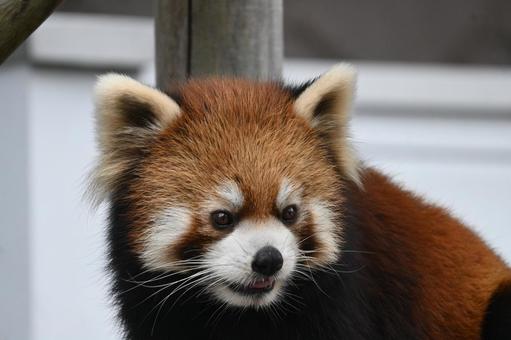 レッサーパンダ レッサーパンダ,動物,動物園の写真素材