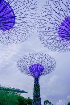 【シンガポール】スーパーツリー ガーデンズバイザベイ,ガーデン,シンガポールの写真素材