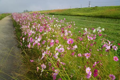 コスモス コスモス,秋,晴天の写真素材