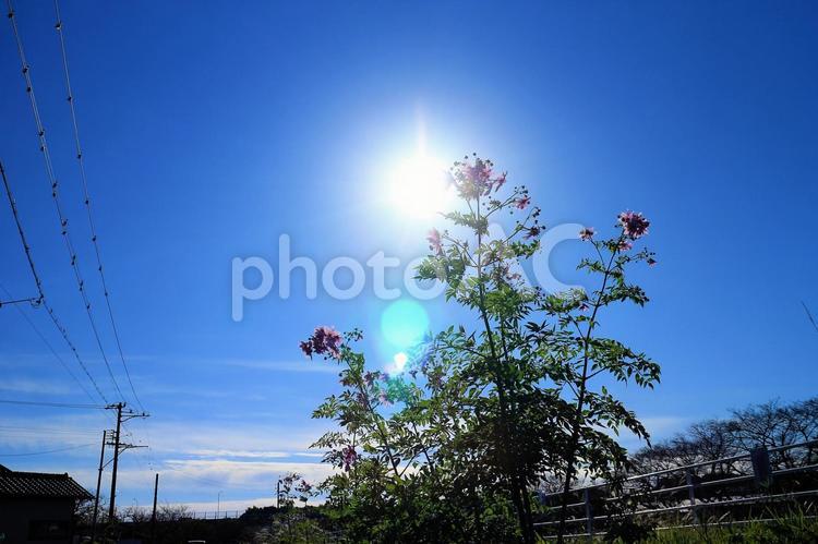 逆光の皇帝ダリアの花 皇帝ダリア,キダチダリア,高く伸びるの写真素材
