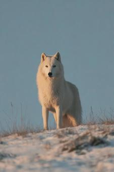 厳しい自然の中で生きるホッキョクオオカミ 厳しい自然の中で生きるホッキョクオオカミの写真