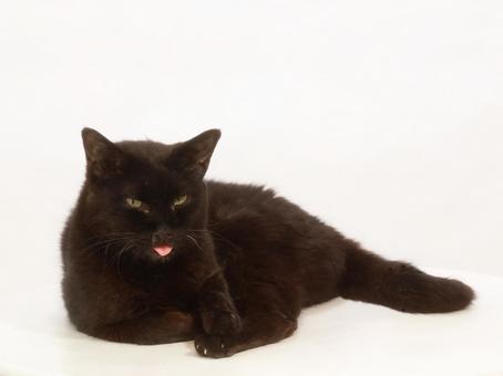 Photo, black, white back, tongue, 