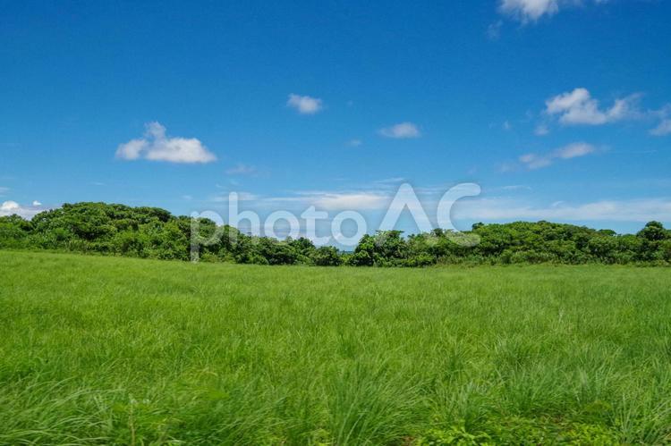 石垣島の草原と青空 石垣島,草原,青空の写真素材