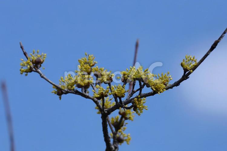 庭のサンシュユ サンシュユ,花,ミズキ科の植物の写真素材