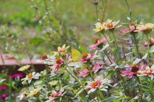 百日草の蜜を吸う黄色い蝶 黄色,蝶,蝶々の写真素材