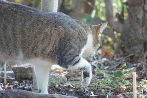 ねこ ねこの写真