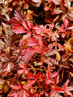 真っ赤な紅葉の写真