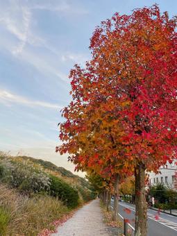 秋の景色 秋の景色 紅葉,すすき,秋の写真素材