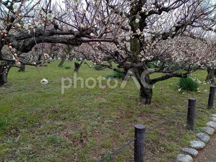 大阪城公園の梅林 大阪城公園,梅林,梅の写真素材