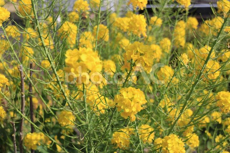 菜の花の黄色い世界 菜の花,黄色い花,たくさんの花の写真素材