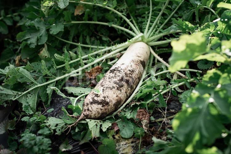 収穫したての大根 野菜,農業,収穫の写真素材