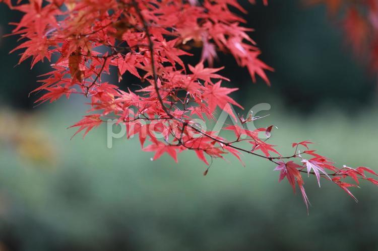 秋のもみじ 秋色,秋イメージ,木の写真素材