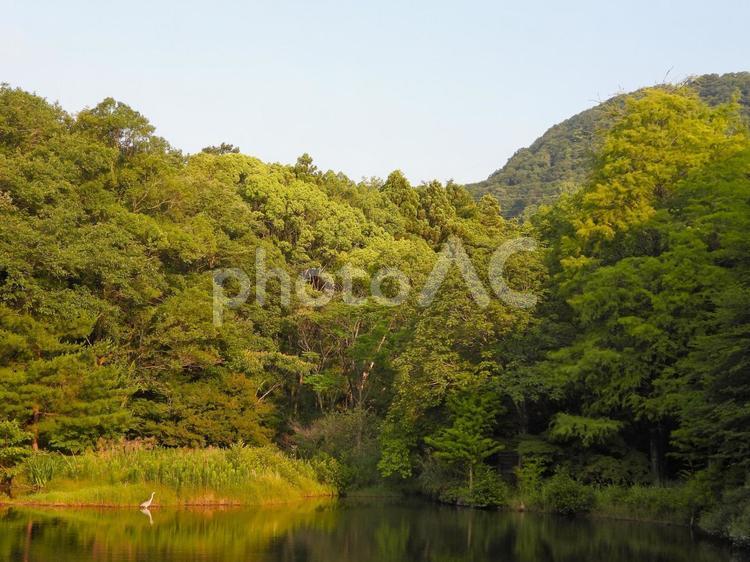 夏の朝のミクルマ池 風景,山,池の写真素材