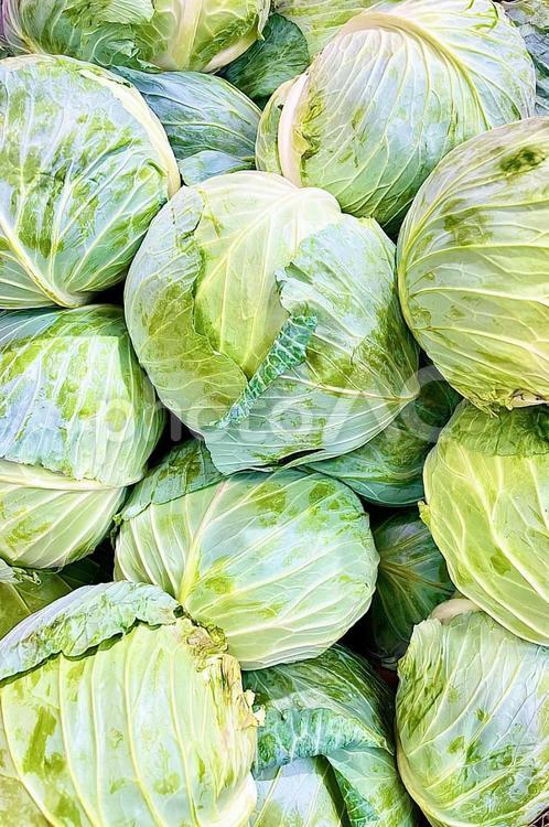 キャベツの森　縦 キャベツ,野菜,食材の写真素材