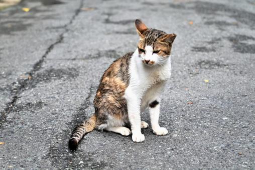 鳥取県網代の猫ちゃん 鳥取県網代の猫ちゃんの写真