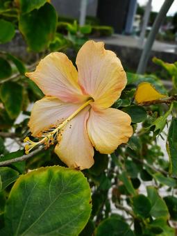 黄色のハイビスカス ハイビスカス,花,可愛いの写真素材