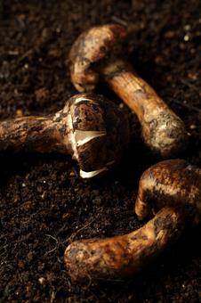 松茸素材写真の写真