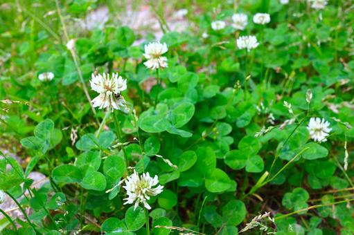 Photo, clover, white clover, white cloud, 