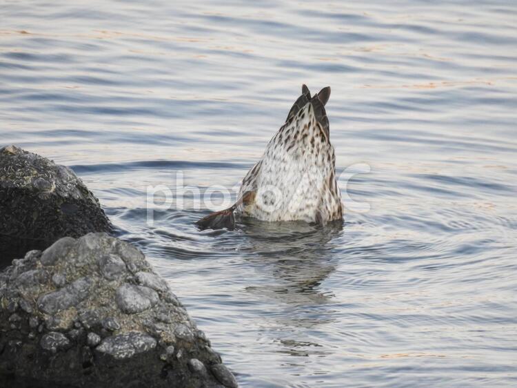 頭を水に沈めてエサを獲るコガモ コガモ,尻,カモの写真素材