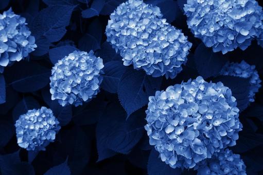 深い青色の紫陽花 深い青色の紫陽花の写真