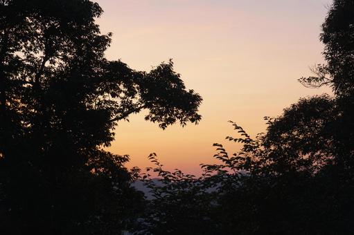 Tree silhouette and orange sky, JPG