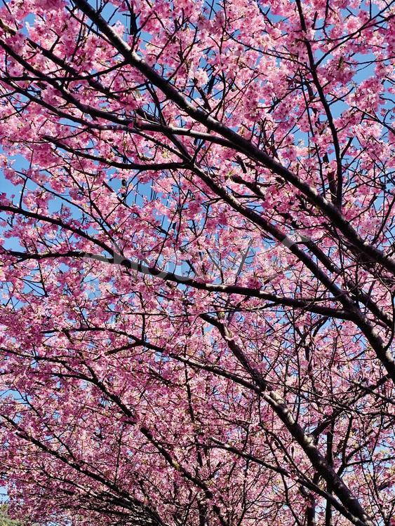 伊豆稲取　桜 さくら,春,サクラの写真素材