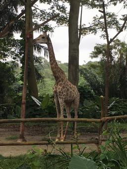 キリン キリン キリン,シンガポール動物園,動物園の写真素材